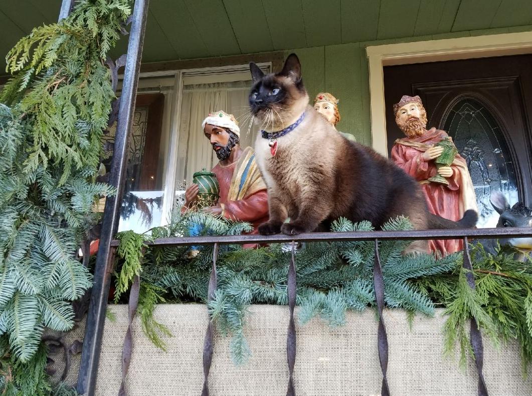 Christmas Cats